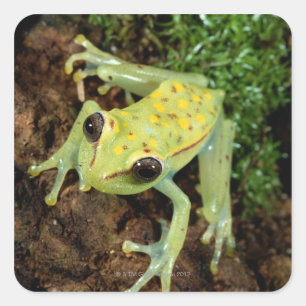 Pegatina Cuadrada Rana de árbol (Hylidae)