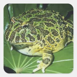 Pegatina Cuadrada Rana de cuerno ornado (Ceratophrys ornata),