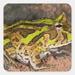Pegatina Cuadrada Rana de Cuernos Brasileña, Ceratophrys cornuta, Na