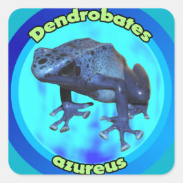 Pegatina Cuadrada Rana de dardo con veneno azul.