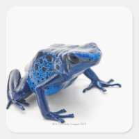 Rana de Dart de veneno azul (Dendrobates Tinctoriu