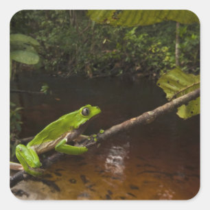 Pegatina Cuadrada Rana de hoja gigante Phyllomedusa bicolor) 2