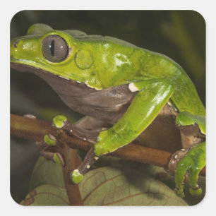 Pegatina Cuadrada Rana de hoja gigante Phyllomedusa bicolor) 3