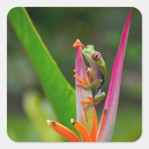 Pegatina Cuadrada Rana de ojos rojos, Costa Rica