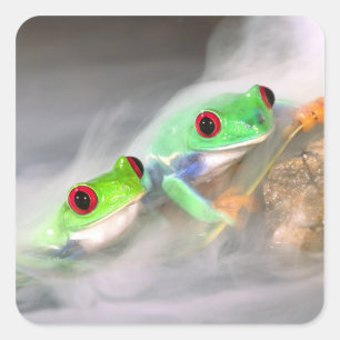 Pegatina Cuadrada Rana de ojos rojos en la niebla, Agalychinis 2
