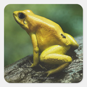 Pegatina Cuadrada Rana dorada