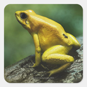 Pegatina Cuadrada Rana dorada