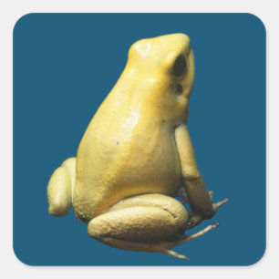 Pegatina Cuadrada Rana dorada venenosa
