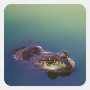 Pegatina Cuadrada Rana en ojos de rana verde agua