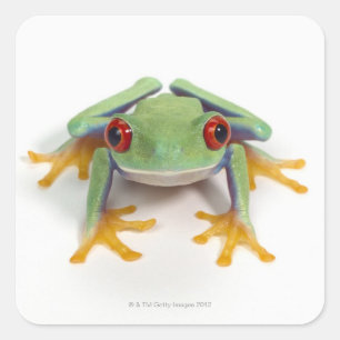 Pegatina Cuadrada Rana hembra