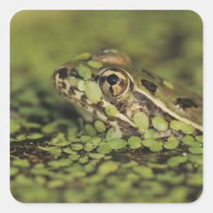 Pegatina Cuadrada Rana leopardo del Río Grande, Rana berlandieri,
