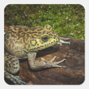 Pegatina Cuadrada Rana toro, Rana catesbeiana