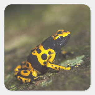 Pegatina Cuadrada Rana venenosa de bandas amarillas Dendrobates