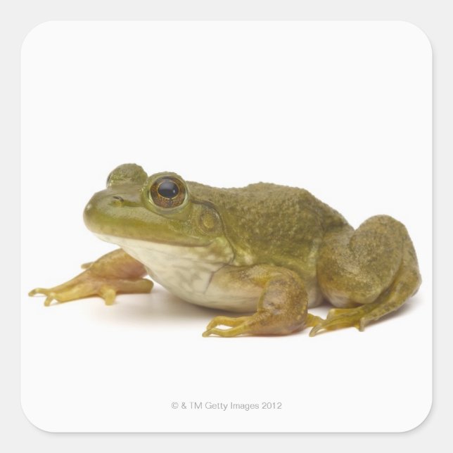 Pegatina Cuadrada Rana verde común (Anverso)