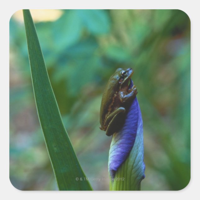 Pegatina Cuadrada Rana verde sobre el iris (Anverso)