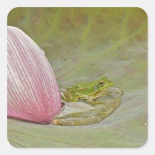 Pegatina Cuadrada Rana y pétalo de flor de loto, China,