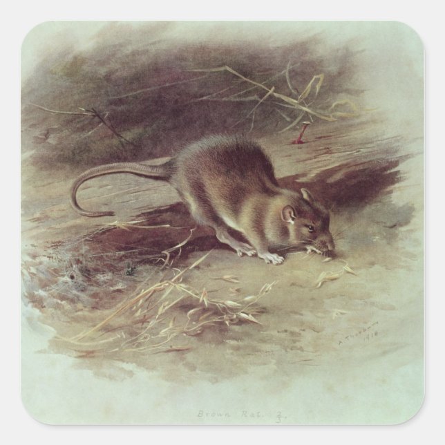 Pegatina Cuadrada Rata de Brown 1918 (Anverso)