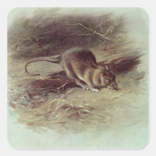 Pegatina Cuadrada Rata de Brown 1918