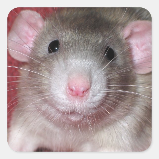 Pegatina Cuadrada Rata Dumbo Adorable (Anverso)