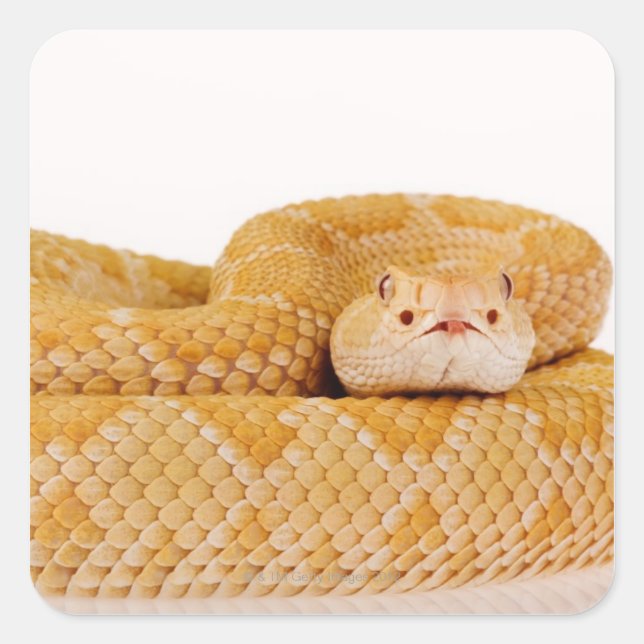 Pegatina Cuadrada Rattlesnake Albino Western Diondback (Crotalus A (Anverso)