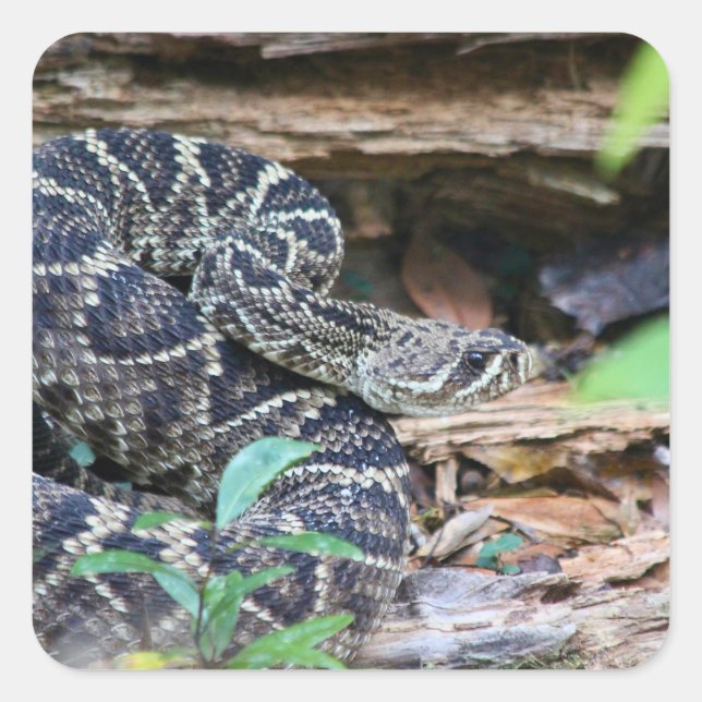 Pegatina Cuadrada Rattlesnake In The Wild (Anverso)