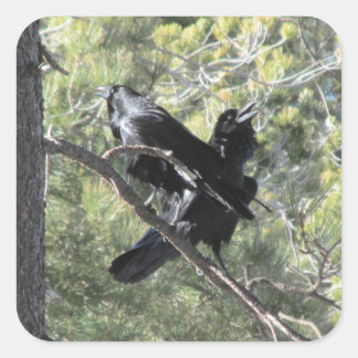 Pegatina Cuadrada Ravens hablando sobre la montaña