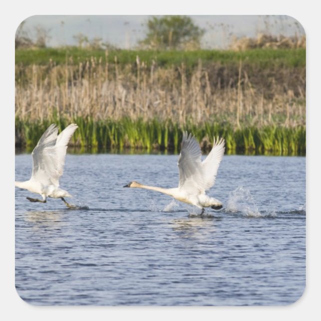 Pegatina Cuadrada Raza par de cisnes de tundra despegue para (Anverso)