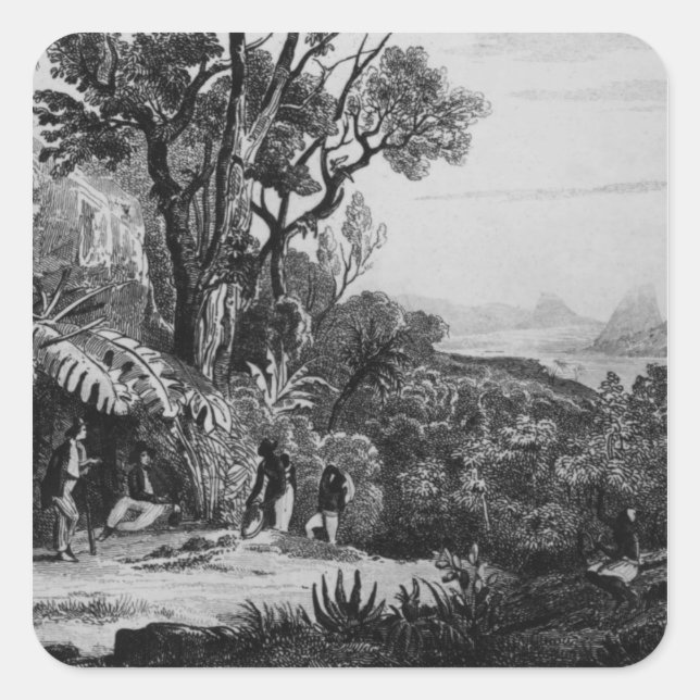 Pegatina Cuadrada Recolección de café (Anverso)