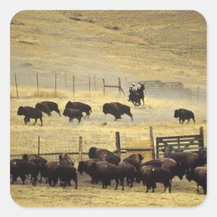 Pegatina Cuadrada Recopilación del National Bison Range en Montana