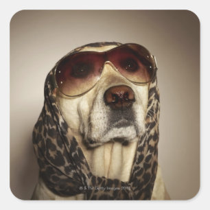 Pegatina Cuadrada Recuperación de Labrador rubio con gafas de sol