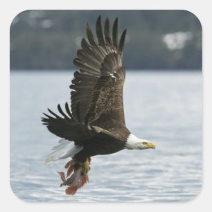 Pegatina Cuadrada Recuperación de los pescados de Eagle calvo