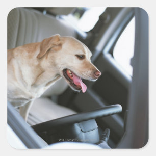 Pegatina Cuadrada Recuperador de Labrador