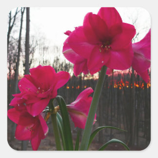 Pegatina Cuadrada Red Amaryllis y el amanecer invernal