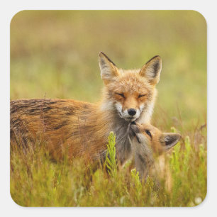 Pegatina Cuadrada Red Fox kit buscando a los Pegatinas de Momma Vixe