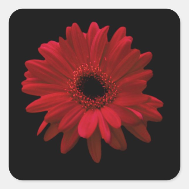Pegatina Cuadrada Red Gerbera Daisy (Anverso)