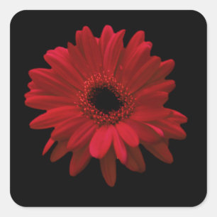 Pegatina Cuadrada Red Gerbera Daisy