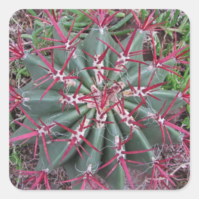 Pegatina Cuadrada Red Green Barrel Cactus Southwest Plant Photograph (Anverso)