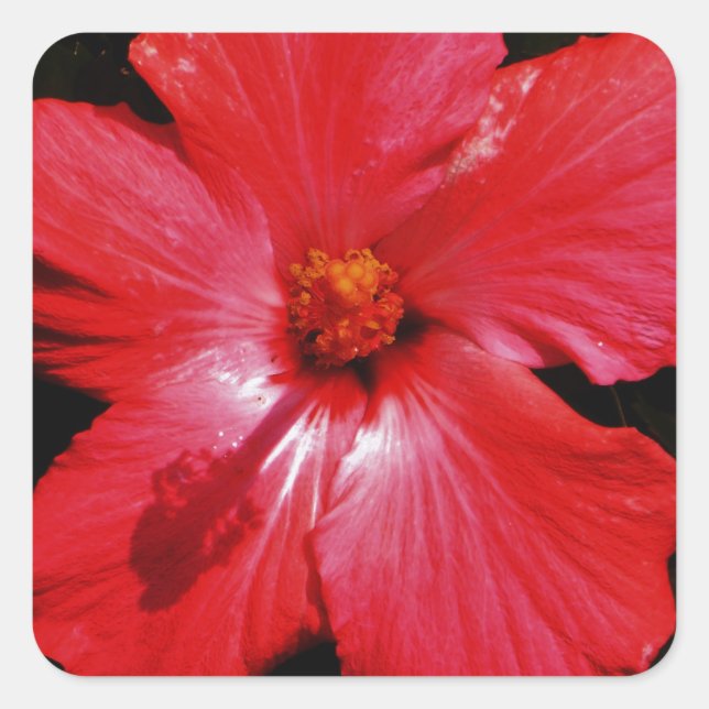 Pegatina Cuadrada Red Hibiscus (Anverso)