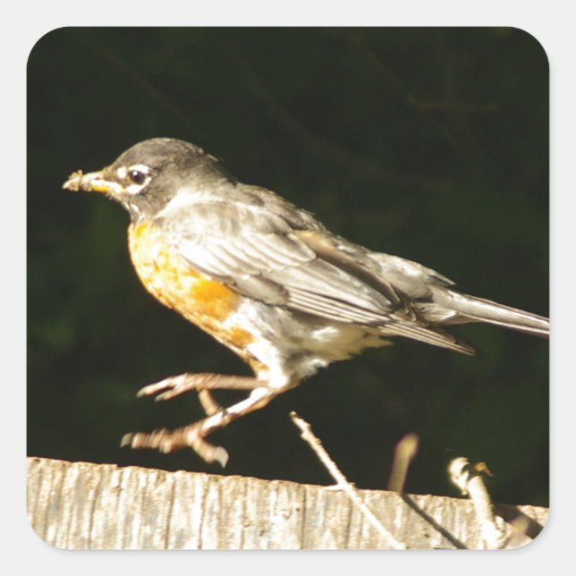 Pegatina Cuadrada Red Robin Bobbin (Anverso)