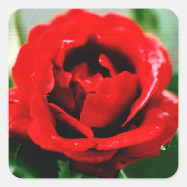 Pegatina Cuadrada Red Rose Love (Anverso)