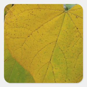 Pegatina Cuadrada Redbud amarillo deja fotografía de la naturaleza o