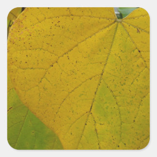 Pegatina Cuadrada Redbud amarillo deja fotografía de la naturaleza o