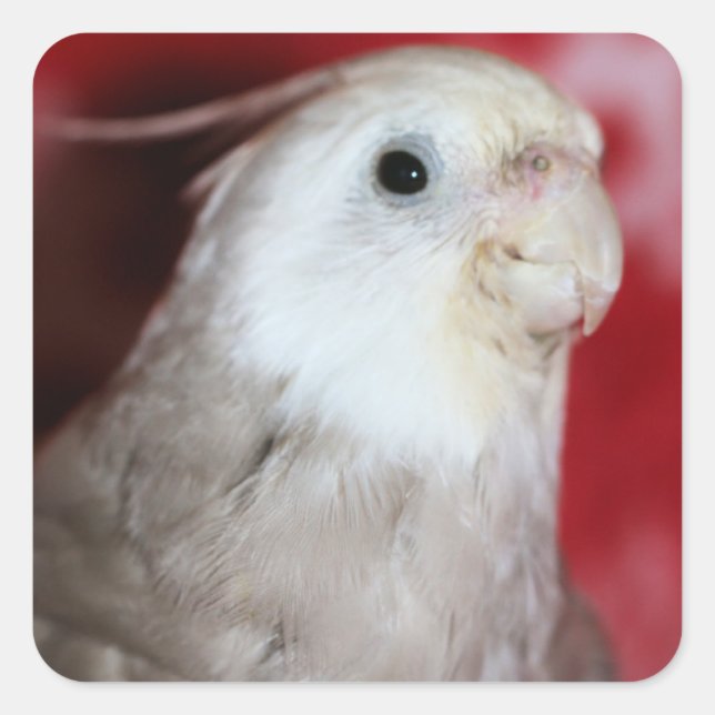 Pegatina Cuadrada Reeples (Anverso)