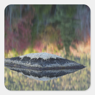 Pegatina Cuadrada Reflejo de roca y árbol, estanque de lirios, Blanc