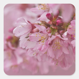 Pegatina Cuadrada Reflejos Rojizos Pálidos de Flor de Cerezo Sakura