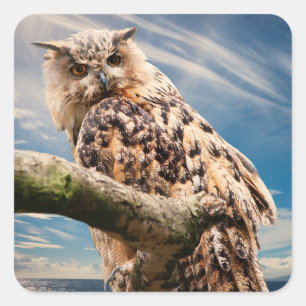 Pegatina Cuadrada Reflexión del búho