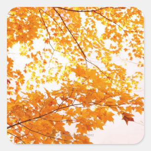 Pegatina Cuadrada Reflexión sobre las hojas de otoño