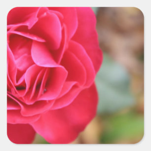 Pegatina Cuadrada Regalo con rosa para El día de San Valentín