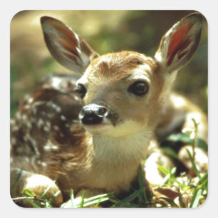 Pegatina Cuadrada Regalos de Baby Deer