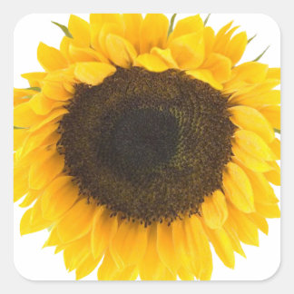Pegatina Cuadrada Regalos de girasol